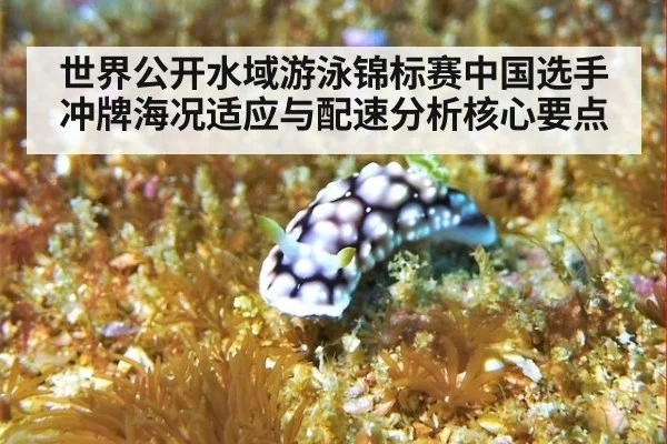 世界公开水域游泳锦标赛中国选手冲牌海况适应与配速分析核心要点